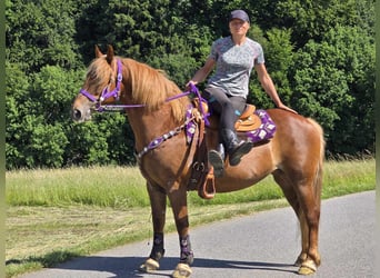 Inne kuce/małe konie, Klacz, 7 lat, 149 cm, Kasztanowata