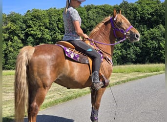 Inne kuce/małe konie, Klacz, 7 lat, 149 cm, Kasztanowata