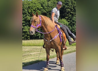 Inne kuce/małe konie, Klacz, 7 lat, 149 cm, Kasztanowata