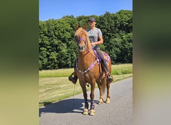 Inne kuce/małe konie, Klacz, 7 lat, 149 cm, Kasztanowata