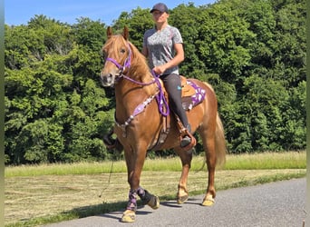 Inne kuce/małe konie, Klacz, 7 lat, 149 cm, Kasztanowata