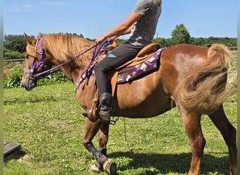 Inne kuce/małe konie, Klacz, 7 lat, 149 cm, Kasztanowata