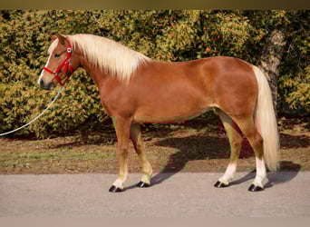 Inne kuce/małe konie, Klacz, 7 lat, 150 cm, Kasztanowata