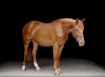 Inne kuce/małe konie, Klacz, 7 lat, 153 cm, Kasztanowata
