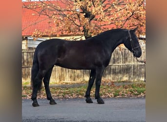 Inne kuce/małe konie, Klacz, 7 lat, 155 cm, Kara