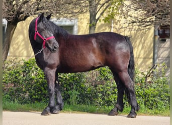 Inne kuce/małe konie, Klacz, 7 lat, 155 cm, Kara