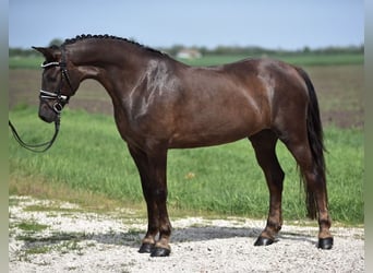 Inne kuce/małe konie, Klacz, 7 lat, 155 cm, Kasztanowata
