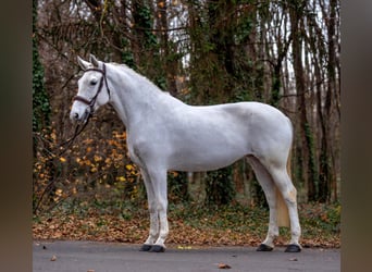 Inne kuce/małe konie, Klacz, 7 lat, 155 cm, Siwa