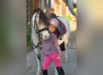 Inne kuce/małe konie, Klacz, 8 lat, 115 cm, Bułana