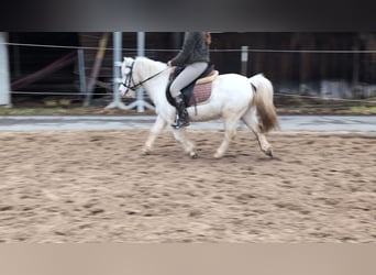 Inne kuce/małe konie, Klacz, 8 lat, 120 cm, Siwa