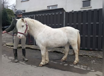 Inne kuce/małe konie, Klacz, 8 lat, 120 cm, Siwa