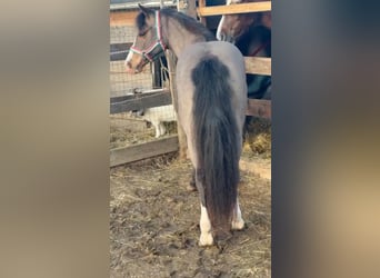 Inne kuce/małe konie, Klacz, 8 lat, 126 cm, Gniada