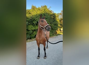 Inne kuce/małe konie, Klacz, 8 lat, 142 cm, Gniada