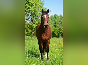 Inne kuce/małe konie, Klacz, 8 lat, 145 cm, Gniada