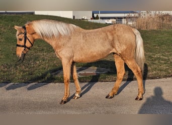 Inne kuce/małe konie, Klacz, 8 lat, 145 cm, Izabelowata