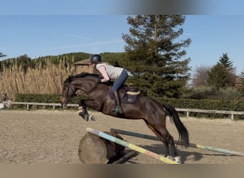 Inne kuce/małe konie, Klacz, 8 lat, 147 cm, Ciemnogniada