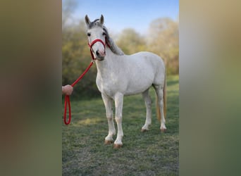 Inne kuce/małe konie, Klacz, 8 lat, 148 cm, Siwa