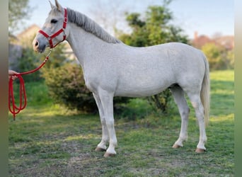 Inne kuce/małe konie, Klacz, 8 lat, 148 cm, Siwa