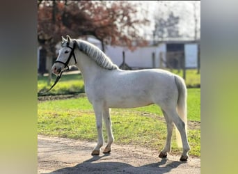 Inne kuce/małe konie, Klacz, 8 lat, 149 cm, Siwa