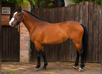 Inne kuce/małe konie, Klacz, 8 lat, 150 cm, Gniada