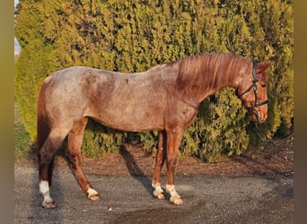 Inne kuce/małe konie, Klacz, 8 lat, 150 cm, Kasztanowatodereszowata