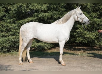 Inne kuce/małe konie, Klacz, 8 lat, 150 cm, Siwa