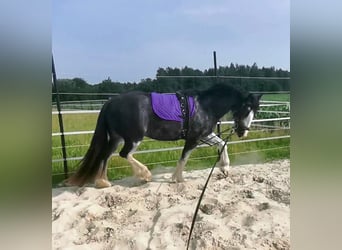 Inne kuce/małe konie Mix, Klacz, 8 lat, 153 cm, Sabino