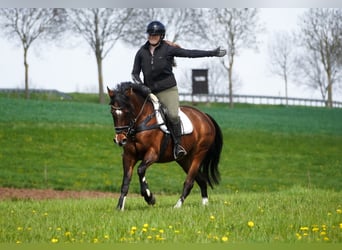 Inne kuce/małe konie, Klacz, 8 lat, 154 cm, Gniada