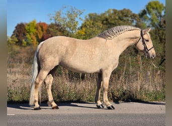 Inne kuce/małe konie, Klacz, 8 lat, 155 cm, Izabelowata