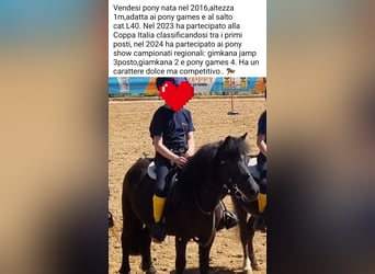 Inne kuce/małe konie, Klacz, 9 lat, 100 cm, Kara