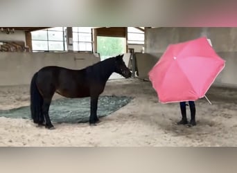 Inne kuce/małe konie, Klacz, 9 lat, 120 cm, Gniada