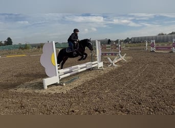 Inne kuce/małe konie, Klacz, 9 lat, 120 cm, Gniada