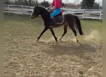 Inne kuce/małe konie, Klacz, 9 lat, 130 cm, Ciemnogniada