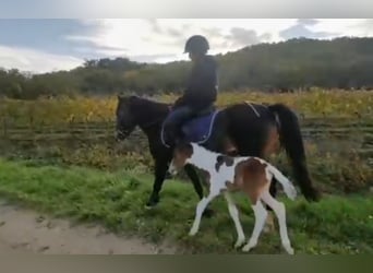 Inne kuce/małe konie, Klacz, 9 lat, 130 cm, Ciemnogniada