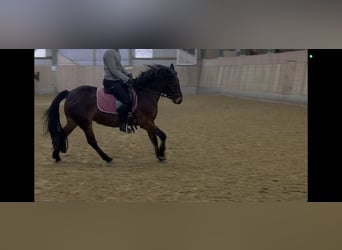 Inne kuce/małe konie Mix, Klacz, 9 lat, 136 cm, Gniada