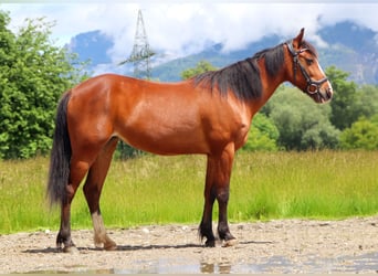 Inne kuce/małe konie, Klacz, 9 lat, 140 cm, Gniada