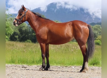 Inne kuce/małe konie, Klacz, 9 lat, 140 cm, Gniada