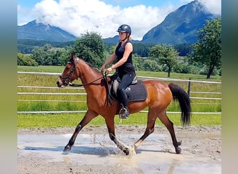 Inne kuce/małe konie, Klacz, 9 lat, 140 cm, Gniada
