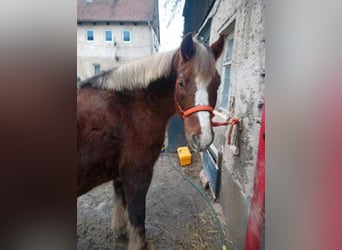 Inne kuce/małe konie, Klacz, 9 lat, 147 cm, Kasztanowata