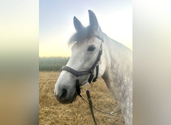 Inne kuce/małe konie, Klacz, 9 lat, 148 cm, Siwa