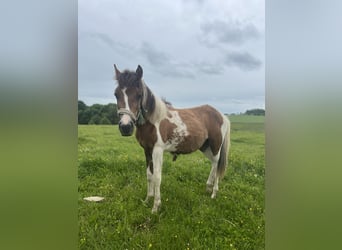 Inne kuce/małe konie Mix, Ogier, 1 Rok, 135 cm, Srokata