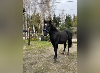 Inne kuce/małe konie Mix, Ogier, 1 Rok, 155 cm, Kara