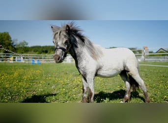 Inne kuce/małe konie, Ogier, 1 Rok, 85 cm, Tarantowata