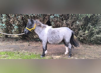 Inne kuce/małe konie Mix, Ogier, 2 lat, 100 cm, Stalowosiwy