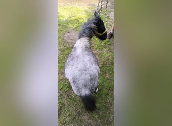 Inne kuce/małe konie Mix, Ogier, 2 lat, 100 cm, Stalowosiwy
