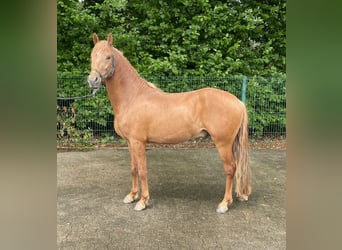 Inne kuce/małe konie, Ogier, 3 lat, 144 cm, Kasztanowata