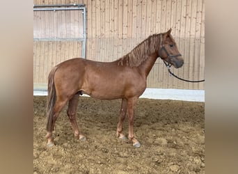Inne kuce/małe konie, Ogier, 3 lat, 144 cm, Kasztanowata