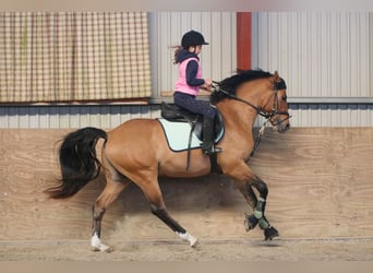 Inne kuce/małe konie, Ogier, 3 lat, 148 cm, Bułana Inne kuce/małe konie, Ogier, 3 lat, 148 cm, Bułana