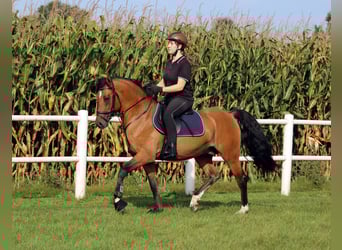 Inne kuce/małe konie, Ogier, 3 lat, 148 cm, Bułana Inne kuce/małe konie, Ogier, 3 lat, 148 cm, Bułana