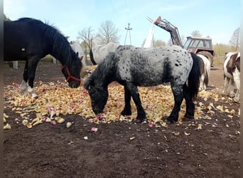 Inne kuce/małe konie, Ogier, 3 lat, 90 cm, Tarantowata